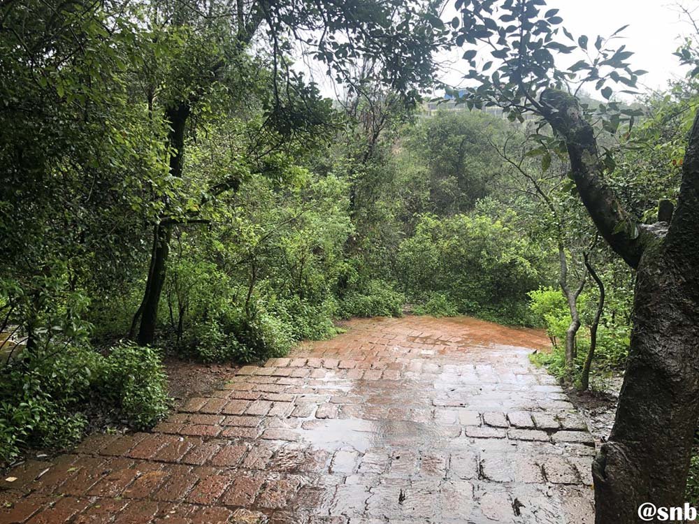 Mahabaleshwar Forest Road